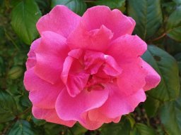 Fahrt nach La Ferté-Macé 2019